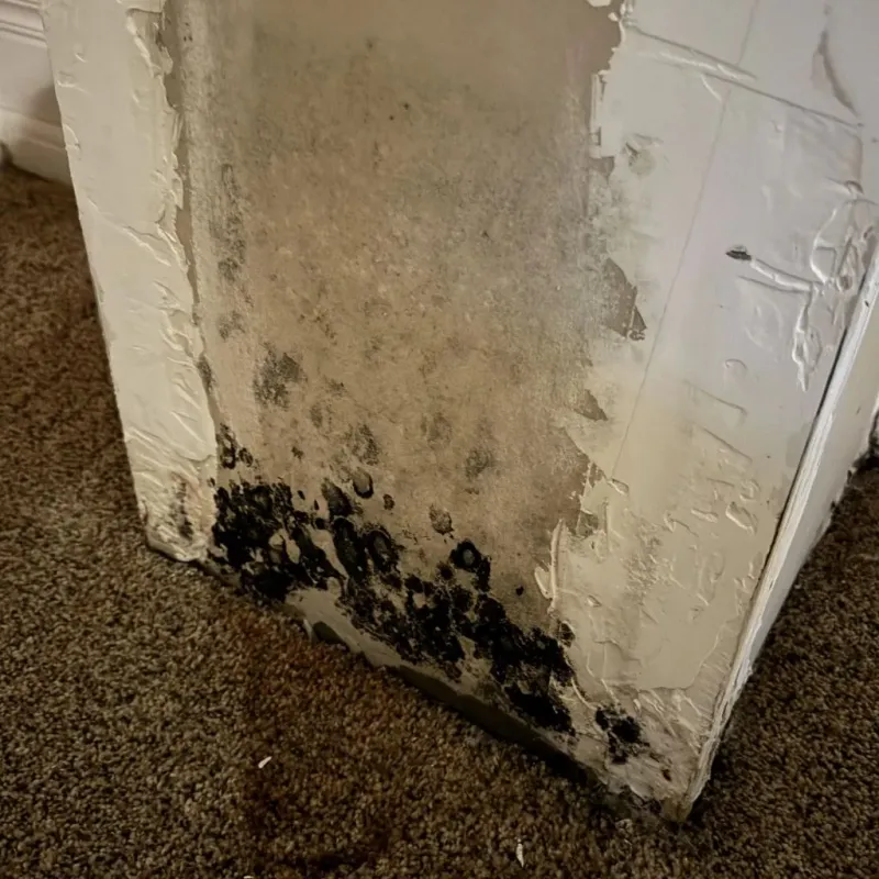 Professional Mold Removal in Perry County, IL